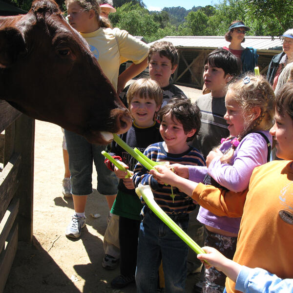 Children feeding an animal during a field trip